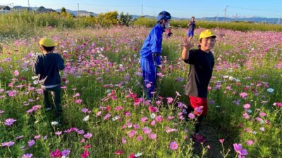 秋の風物詩、コスモス畑！
