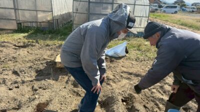 じゃがいもの種まき